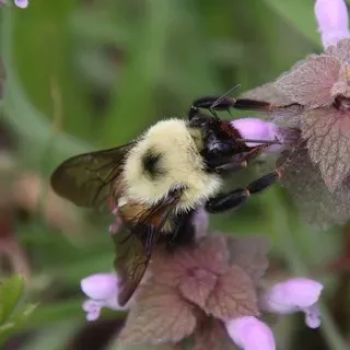 thumbnail for publication: Bees